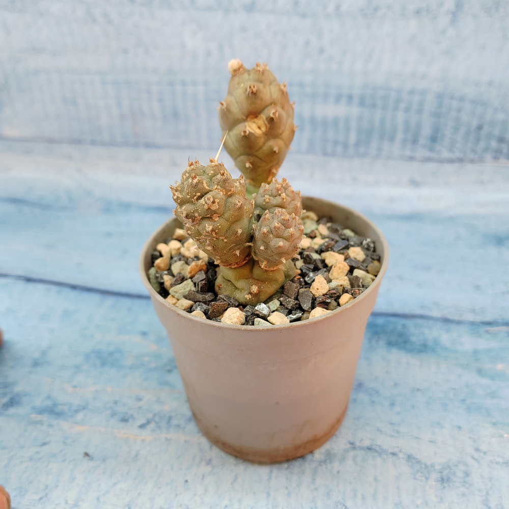 Tephrocactus Articulatus (Тефрокактус)