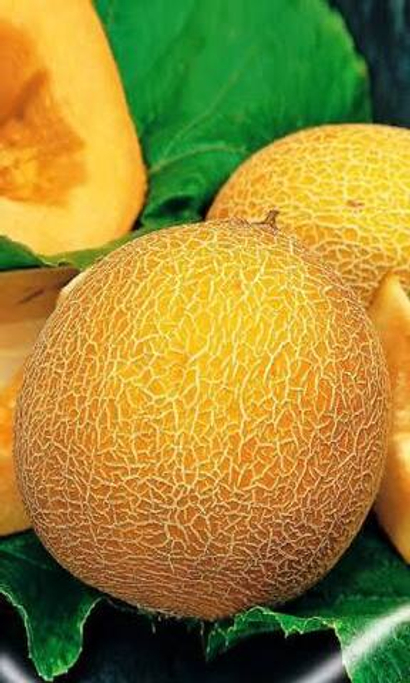 Идиллия семена дыни (ПОИСК)