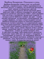 Вербена Бонарская