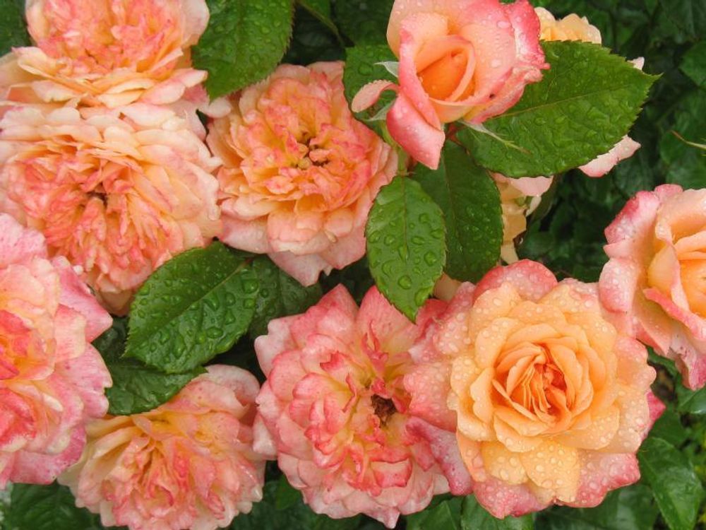 Самаритан (Samaritan)