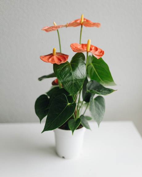 Антуриум Андре красный