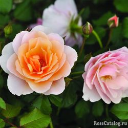 Дрина Река (Drina Reka)