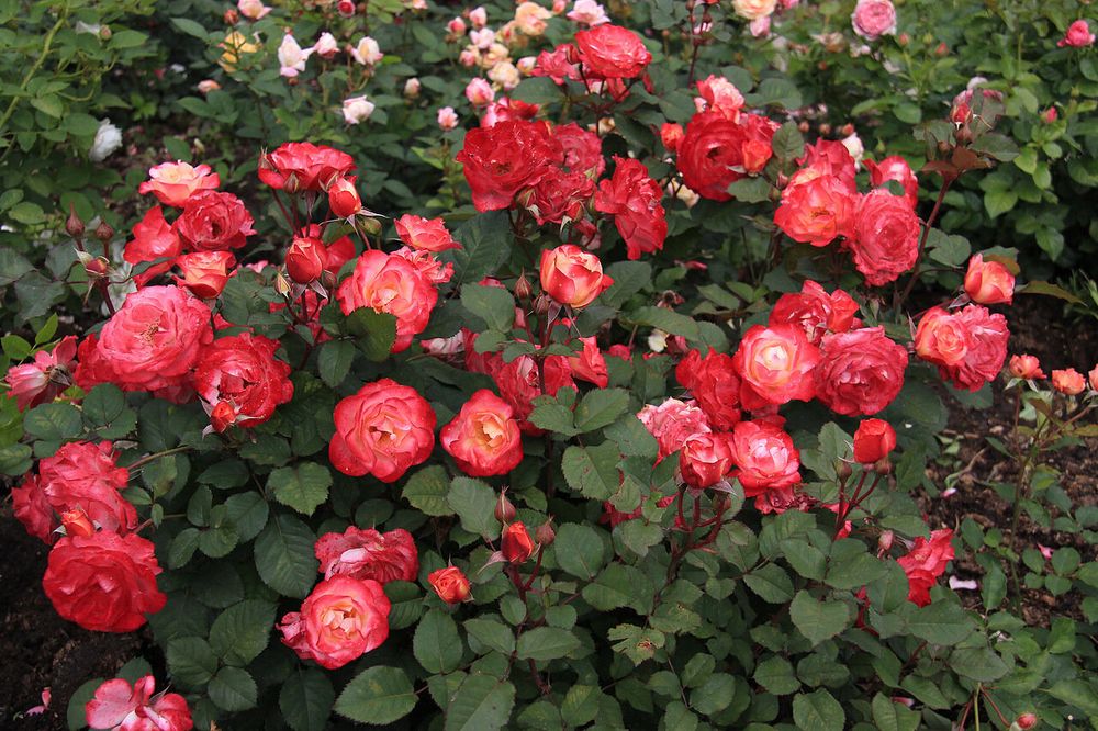 Марсель ан Флёрс (Marseille en Fleurs)