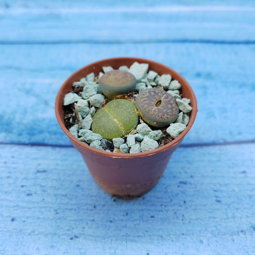 Lithops sp. (Литопсы)
