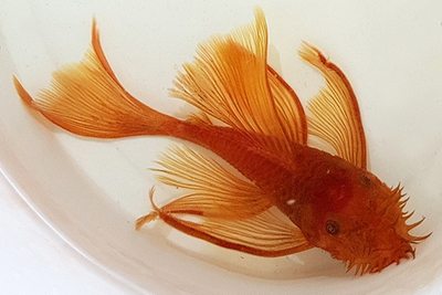 Анциструс Супер Рэд Вуаль