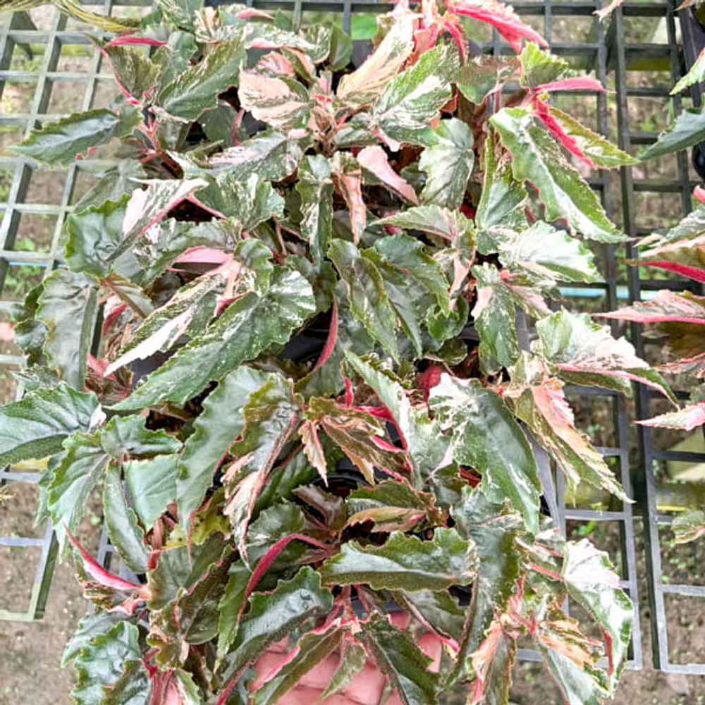 Бегония GINNY