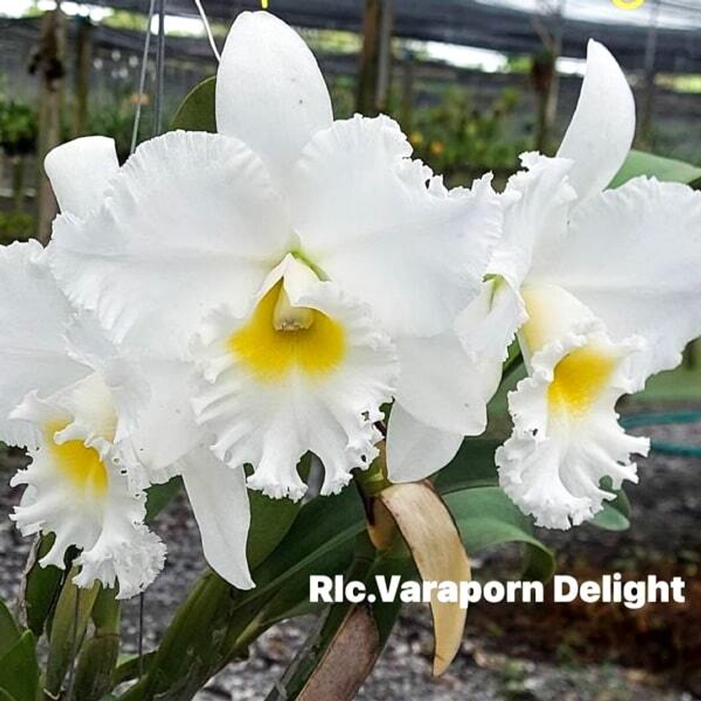 Орхидея ринхолелиокаттлея RLC. VARAPORN DELIGHT