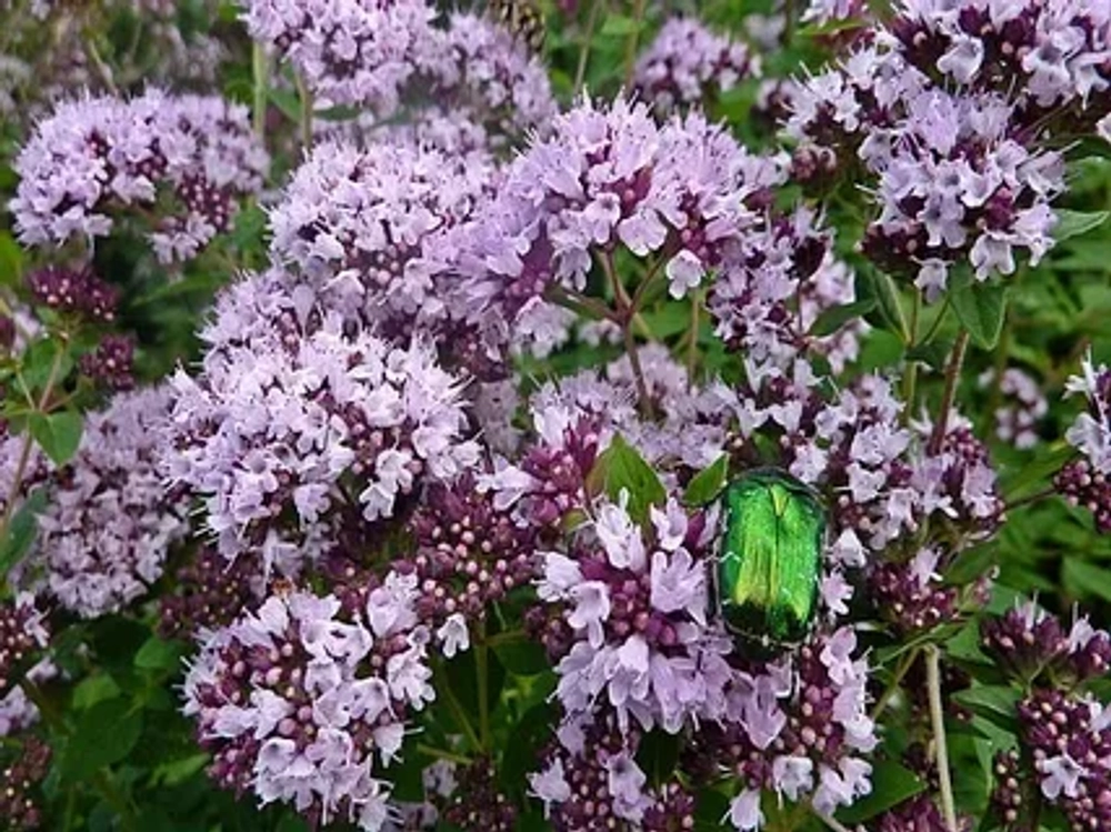 Душица обыкновенная Диабло Закупка М36 получение май-июнь 2026