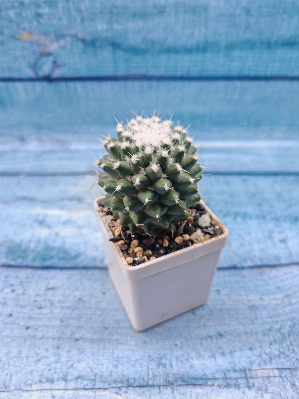 Mammillaria Polythele (Маммиллярия)