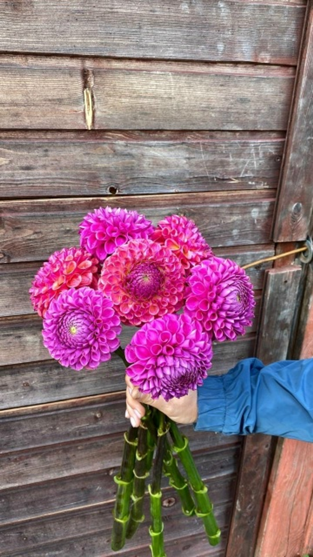 Георгин Isabel (корень) Закупка М55 апрель 2026