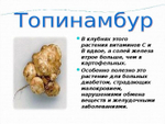 Топинамбур клубни