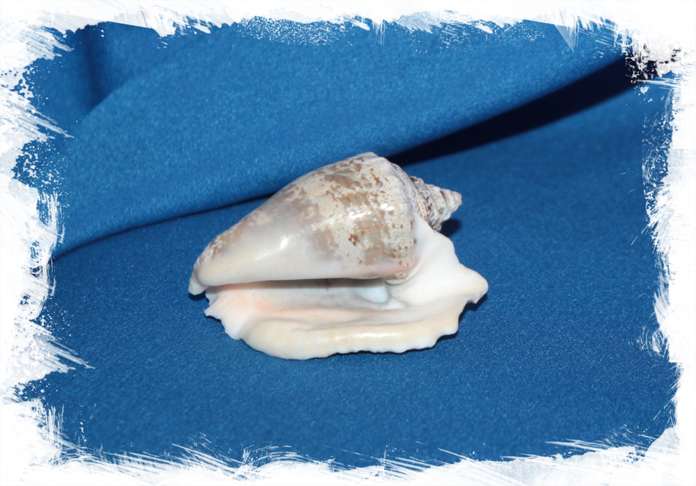 Ракушка Лягушачий стромбус, Strombus raninus для декора