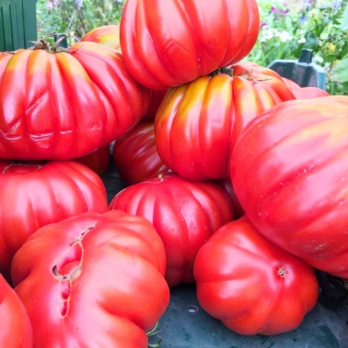 Помидоры Корзиночки из деревни Гарфаньяна - Canestrino Della Garfagnana