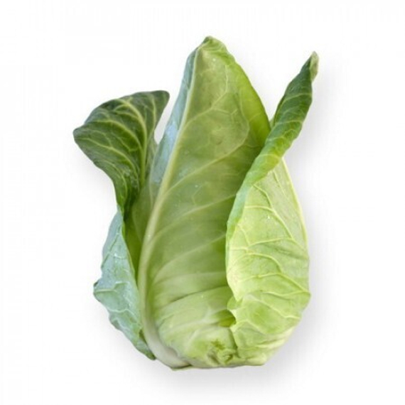 СОНСМА F1 семена капусты белокочанной Rijk Zwaan купить – фото 2