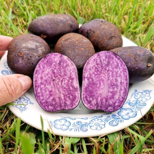 10 клубней картофеля Мраморный Со Склонов Анд