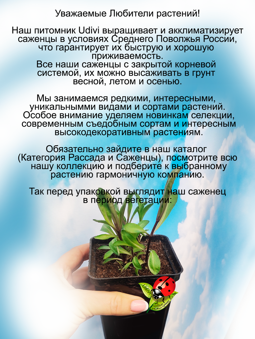 Флокс Гений метельчатый