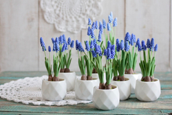 Мускари. Мышиный гиацинт