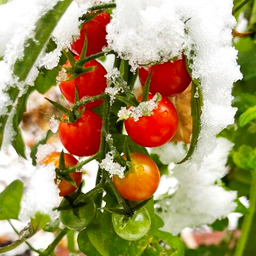 Холодостойкие Томаты Открытого Грунта