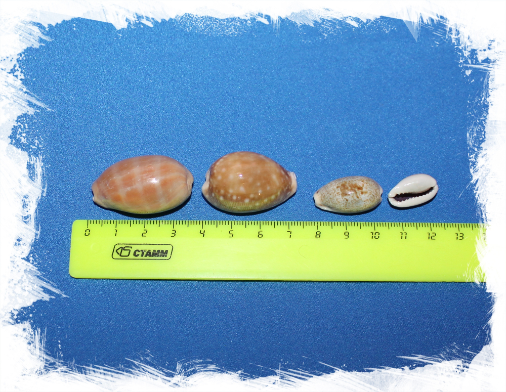 Микс из Ципрей, 1,5-4см, 140гр, 80шт, 250мл