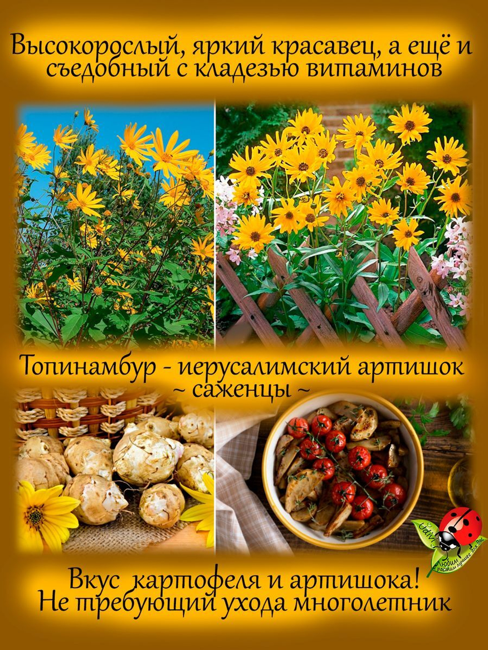 Топинамбур иерусалимский артишок сладкий картофель