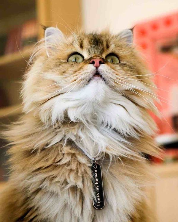 Dogtag I miss my dog - фото 3