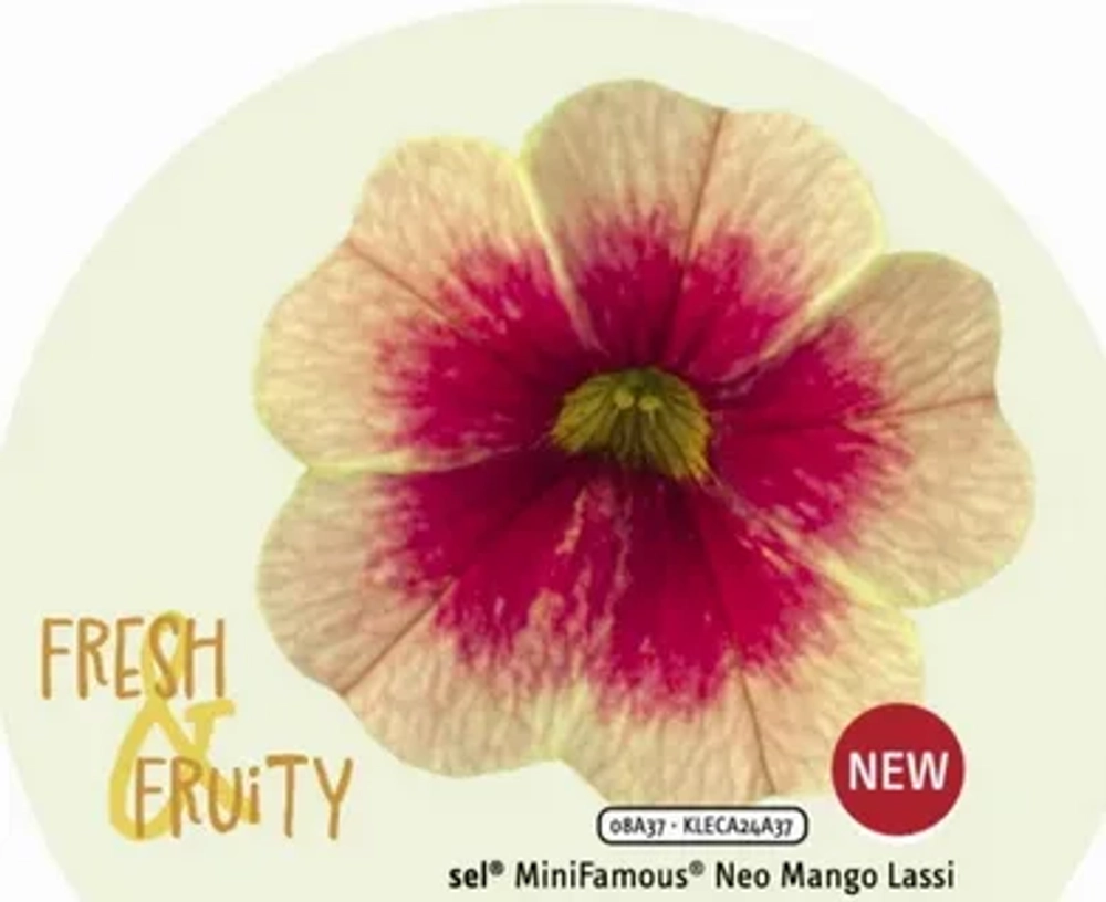 Калибрахоа Fresh & Fruity Mango Lassi