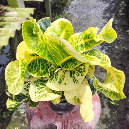 Кротон SERM BARAMEE