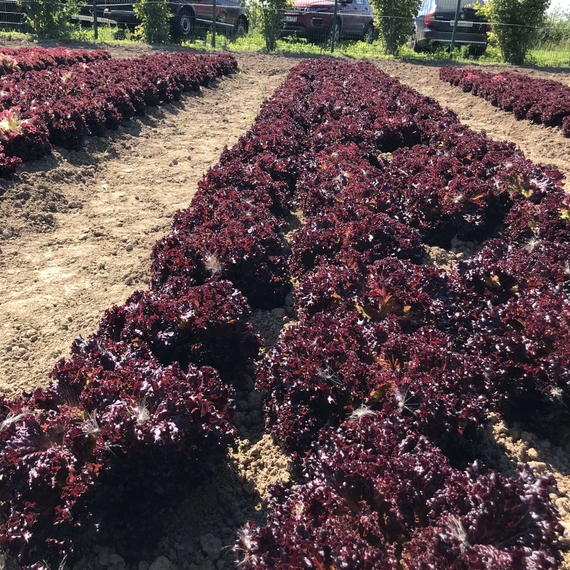 Сенсибель семена салата листового (Rijk Zwaan / Райк Цваан) в поле – фото 2