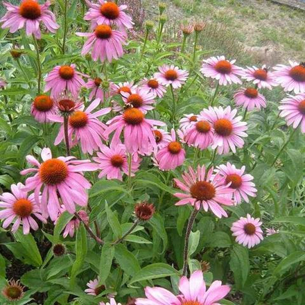Эхинацея пурпурная "Primadonna Deep Rose". Echinacea purpurea "Primadonna Deep Rose".