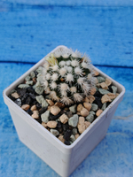Mammillaria gracilis (Маммилярия)