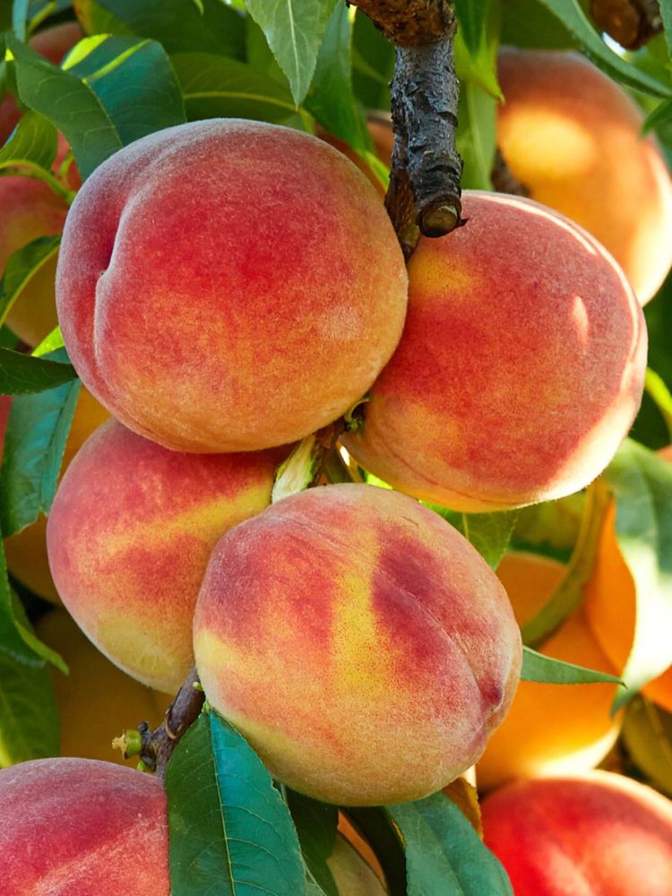 Персик Золотая Москва