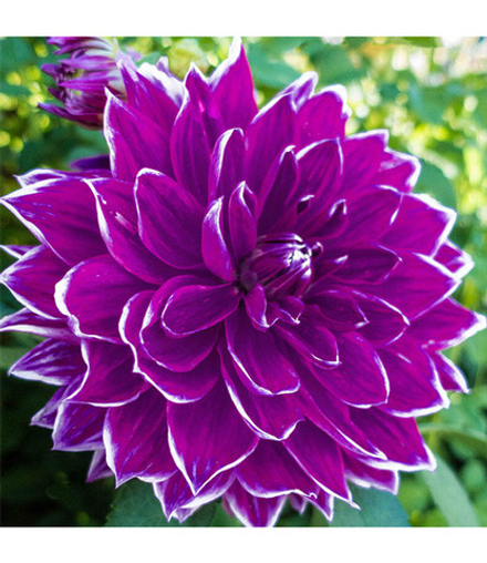 Георгин Прайм 18 (1 шт) Волжский Сад