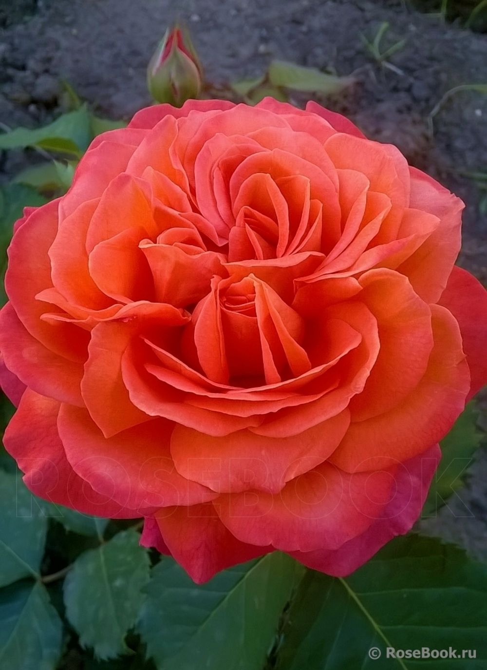 Эмильен Гийо (Emilien Guillot)