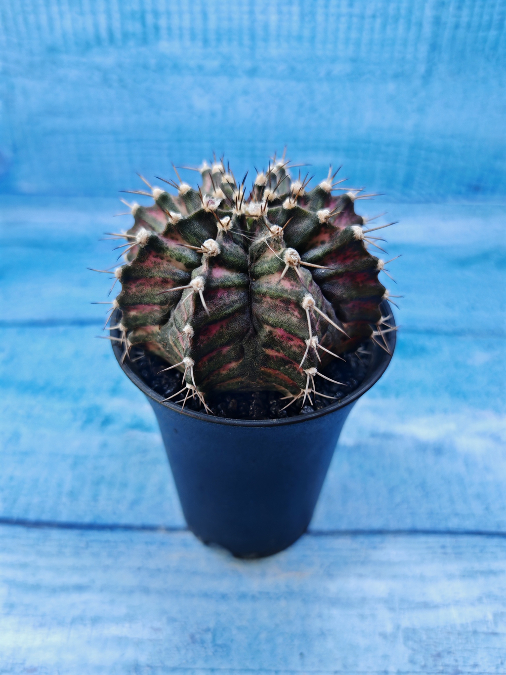 Gymnocalycium T-Rex Pink hybride (Гимнокалициум T-rex)