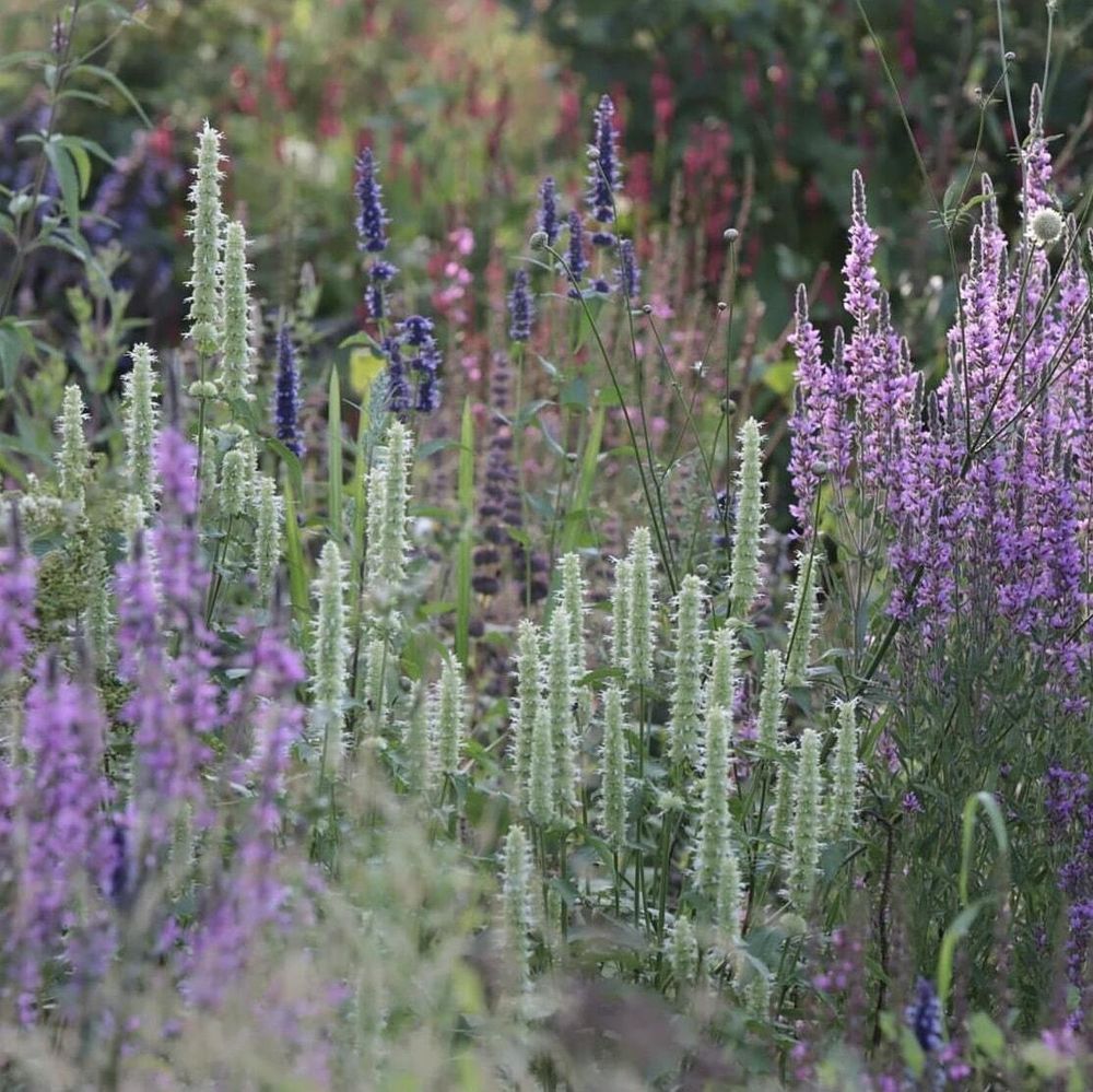 Агастахе котовниковый. Agastache nepetoides.