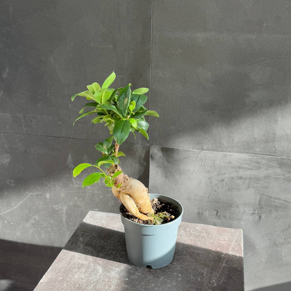 Фикус микрокарпа (Ficus microcarpa Ginseng)