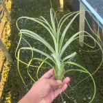 Тилландсия balbisiana