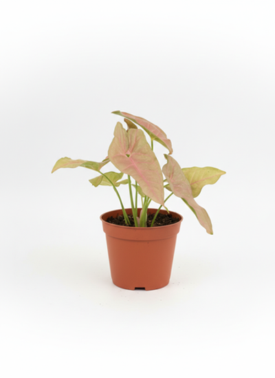 Сингониум Pink Beauty д.11