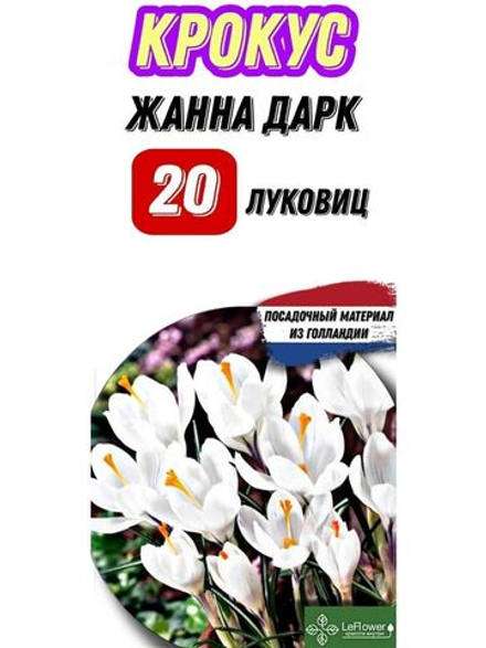 Крокус Луковица, Жанна Дарк, 20шт