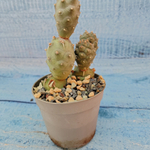 Tephrocactus Articulatus (Тефрокактус)