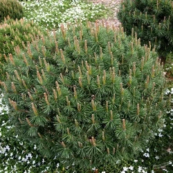 Сосна Pinus mugo Litomysl
