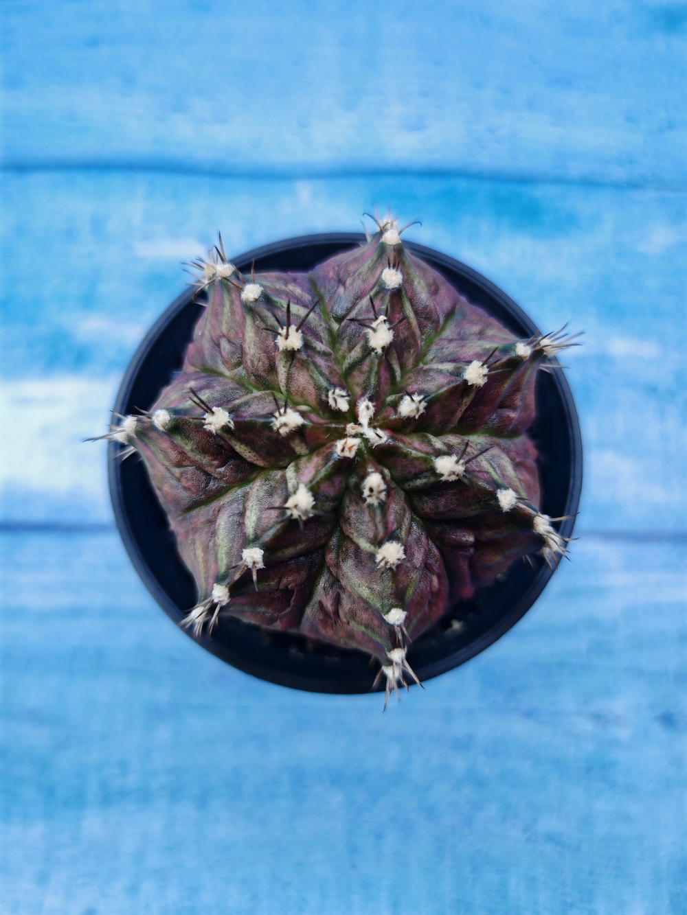 Gymnocalycium T-Rex Pink hybride (Гимнокалициум T-rex)