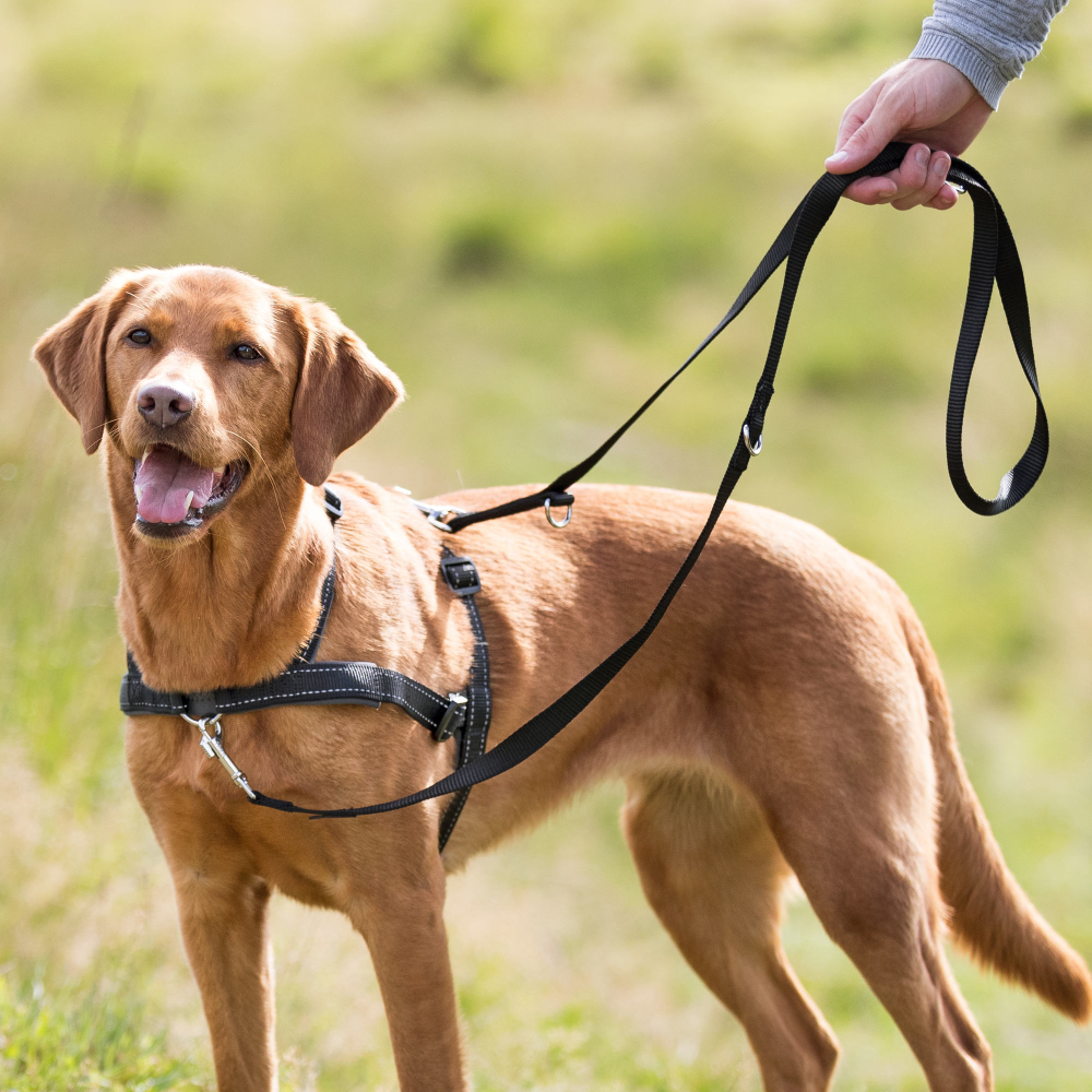 Шлейка Lead'n'Walk Soft, M–L: 55–90 см/ 25 мм, чёрный, Trixie