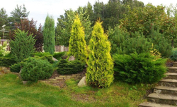 Туя западная Голден Брабант Закупка М35 наличие 2026