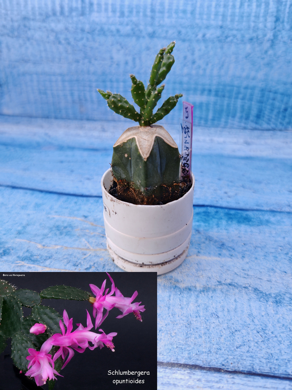 Schlumbergera opuntioides (Шлюмбергера)