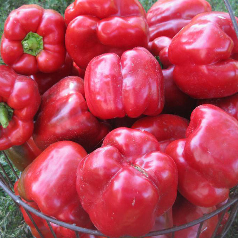 Геркулес F1 семена перца сладкого (Clause / Клос)