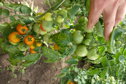 Помидоры — Ola Polka – Оля Полька