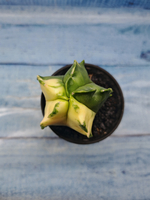 Astrophytum Myriostigma variagate (Астрофитум вариегатный)