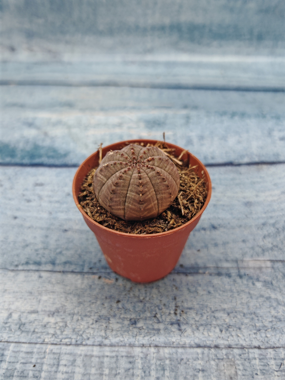 Euphoria Obesa (Эуфорбия)