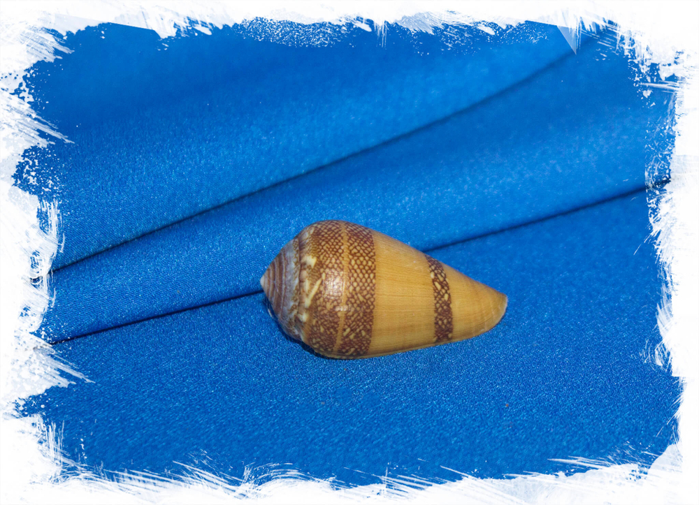 Раковина Конус меркатор